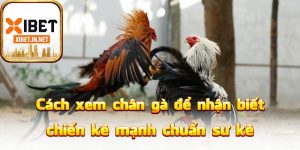 Cách xem chân gà để nhận biết chiến kê mạnh chuẩn sư kê