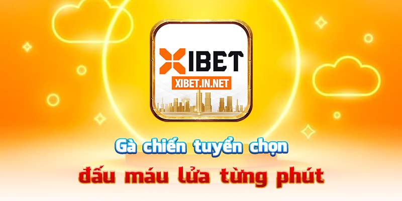 Gà chiến tuyển chọn, đấu máu lửa từng phút