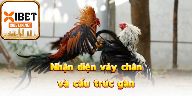 Nhận diện vảy chân và cấu trúc gân