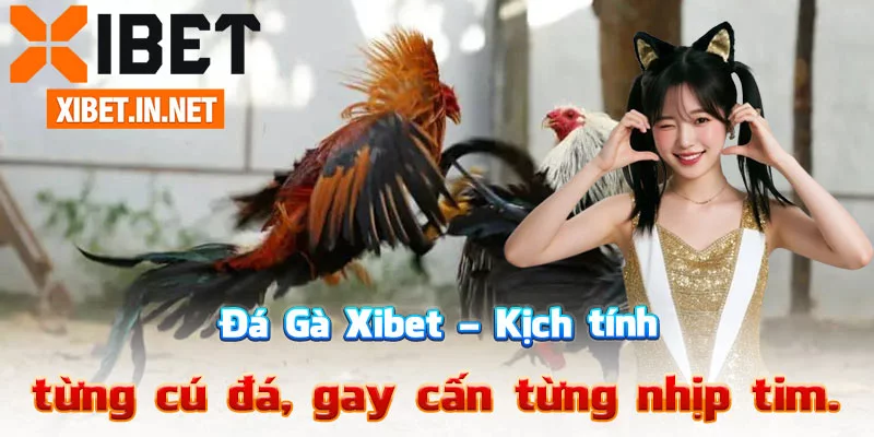 Đá Gà Xibet – Kịch tính từng cú đá, gay cấn từng nhịp tim.