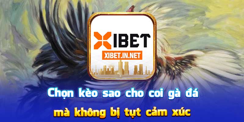 Chọn kèo sao cho coi gà đá mà không bị tụt cảm xúc